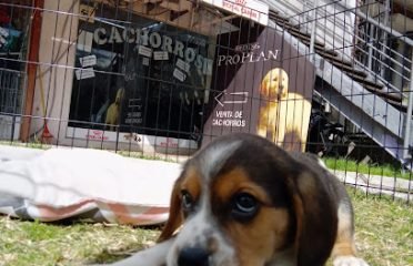 Calypso Pet’s Shop