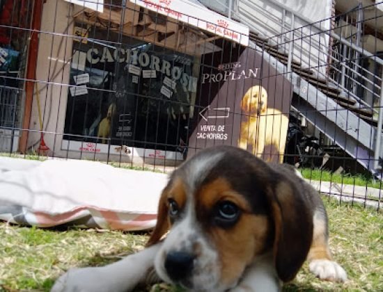 Calypso Pet’s Shop