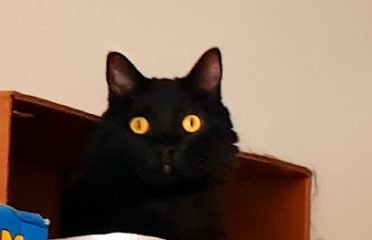 Clínica Veterinaria Artigas