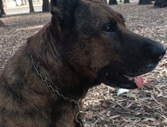 Clinica Veterinaria EL RASTRO