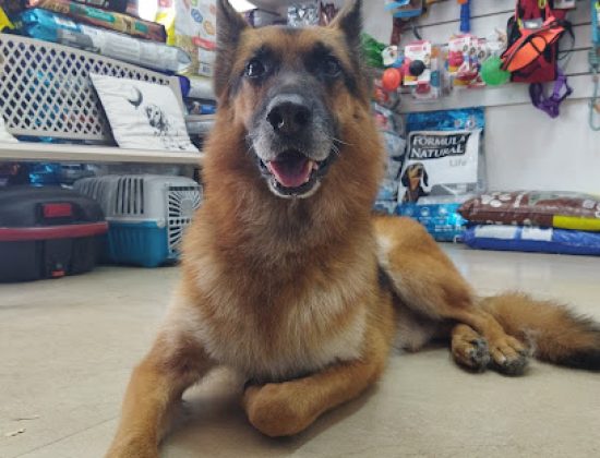 Veterinaria Pink Panther Uruguay