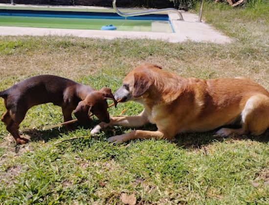 Clínica Veterinaria Quirón 2