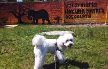 Veterinaria Hakuna Matata