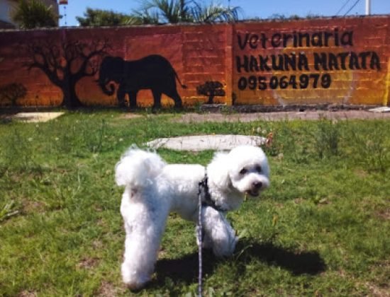 Veterinaria Hakuna Matata