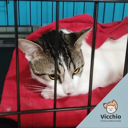 Clínica Veterinaria Vicchio — Veterinaria en Cordón
