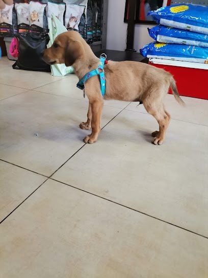 Few Fleas Veterinary Clinic — Veterinaria en Parque Rodó