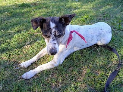 Laika | Buceo — Veterinaria en Buceo