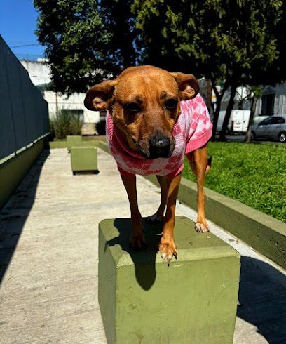 Laika | Ellauri — Veterinaria en Punta Carretas