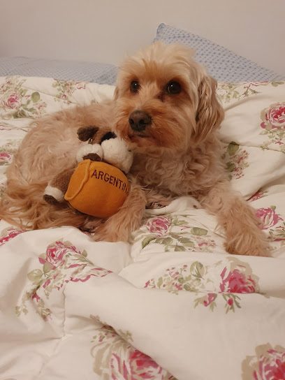 Mascotas y Cia — Veterinaria en Pocitos