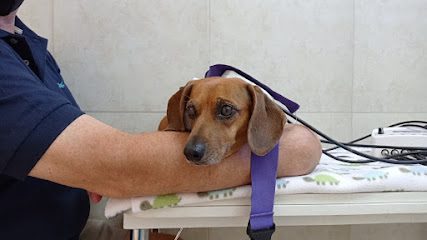 REHAFIVET (Rehabilitación Física Veterinaria) — Veterinaria en Parque Rodó
