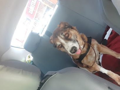 Radiología Veterinaria — Veterinaria en Unión