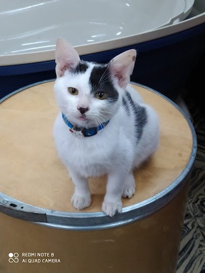 Veterinaria De la Plaza — Veterinaria en Malvín Norte