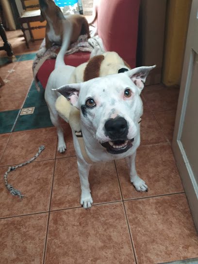 Veterinaria La Diligencia — Veterinaria en Punta Carretas