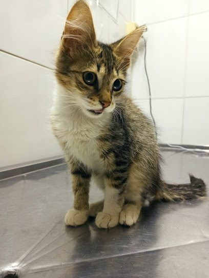 Veterinaria Roxlo — Veterinaria en Cordón
