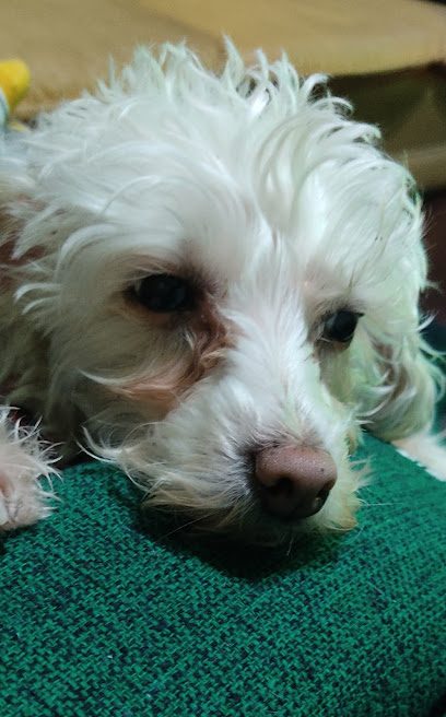 Veterinaria Sisley — Veterinaria en Tres Cruces